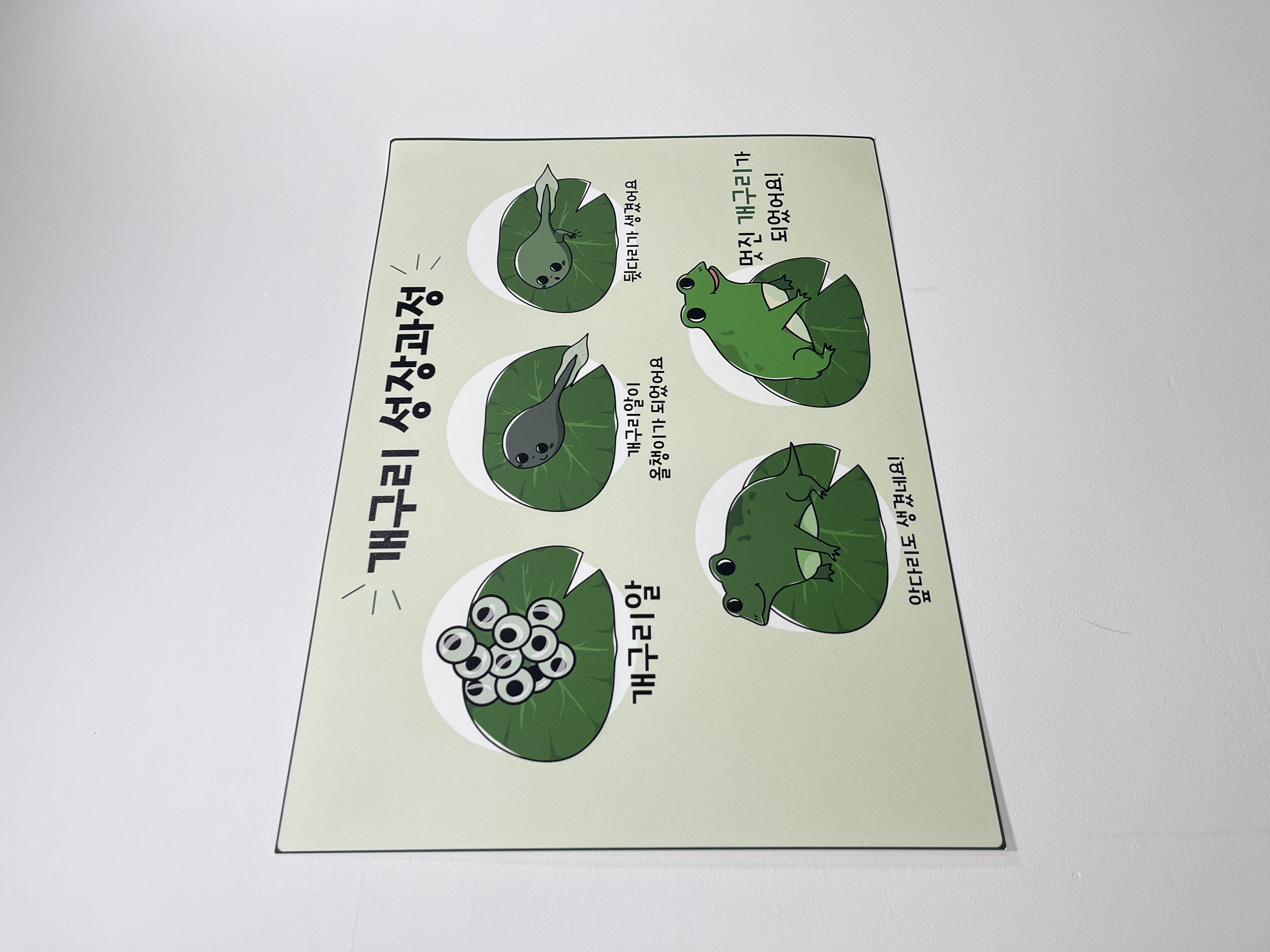 개구리 성장과정 포스터