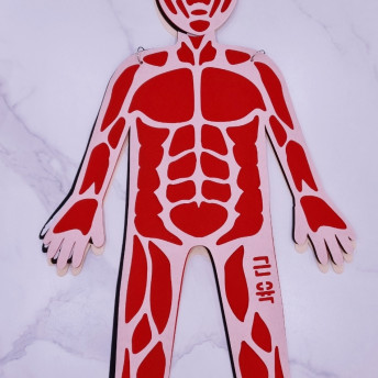 건강한 우리몸 알아보기