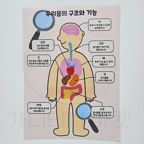 우리몸의 구조와 기능