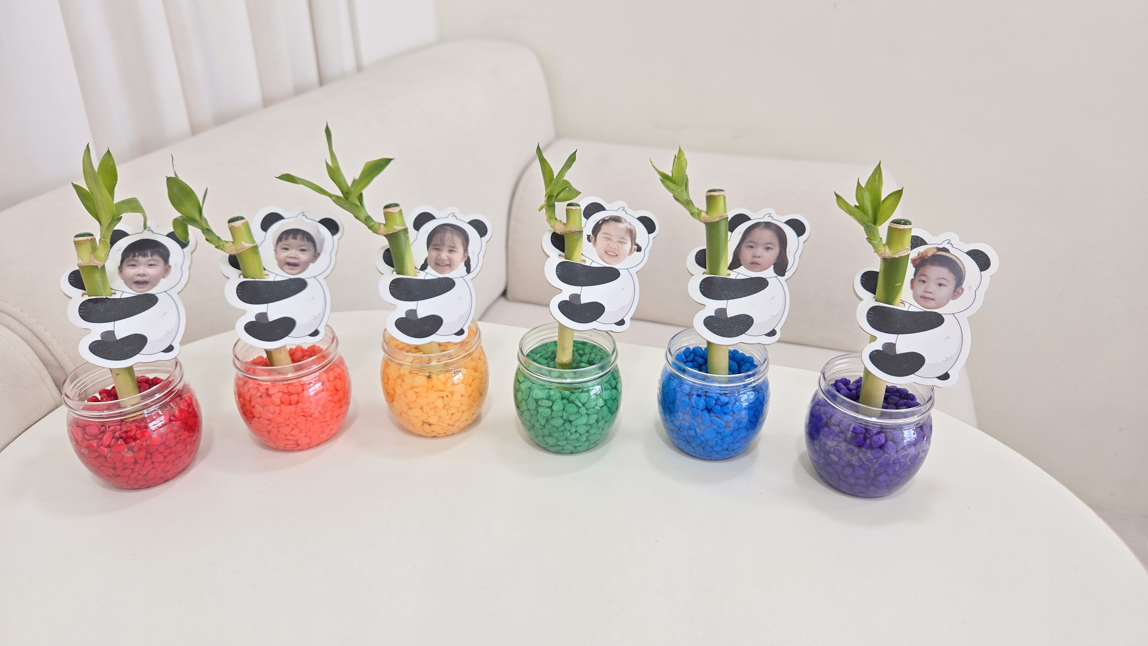 식목일 판다개운죽키우기