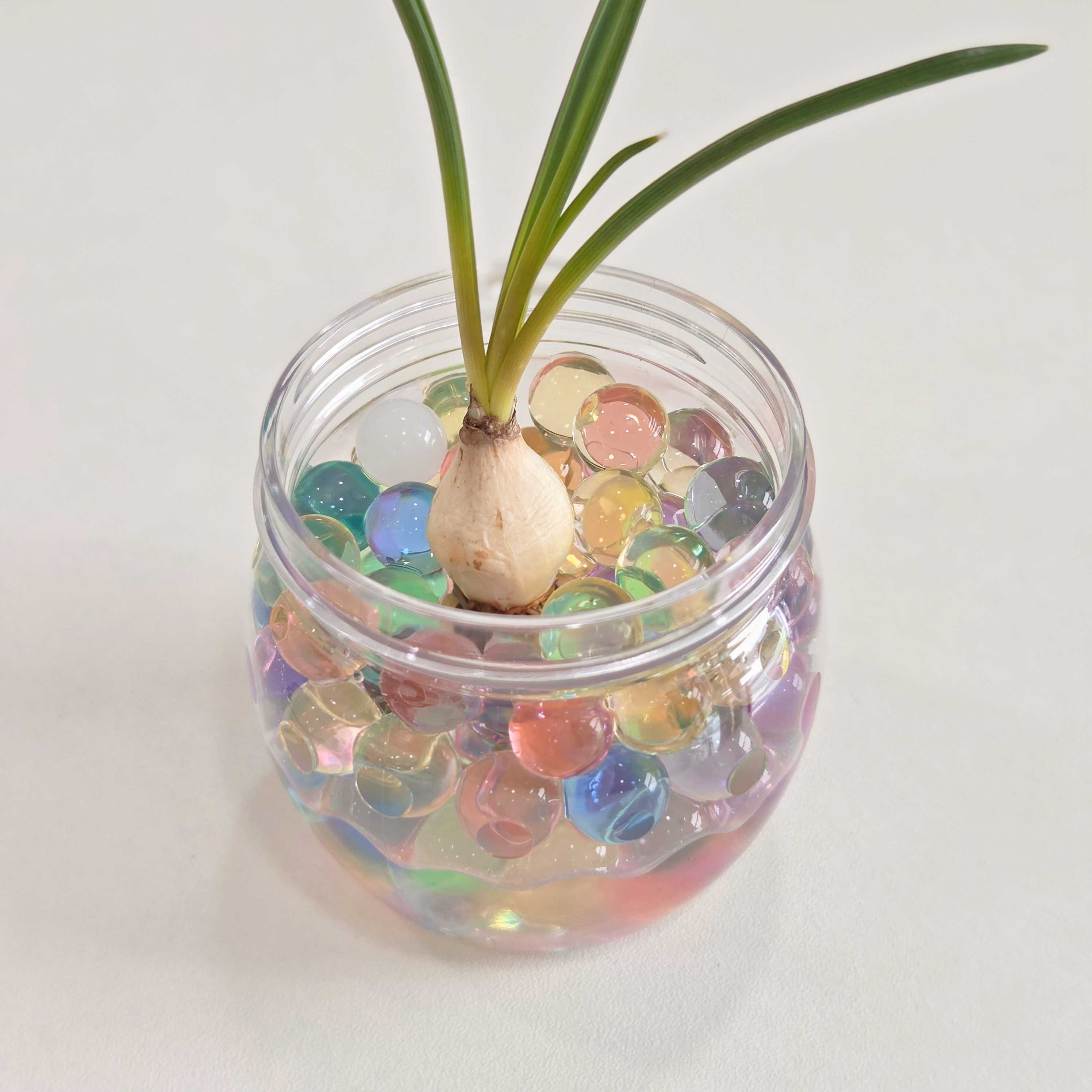 식목일 무스카리 수경재배